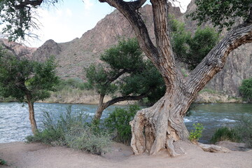 tree on the montain river