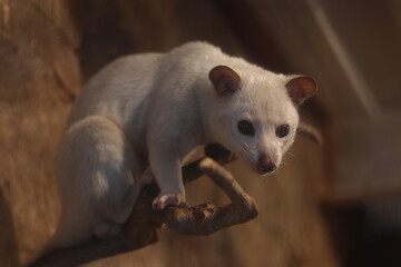 Albino Civet