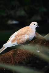 The white Bird