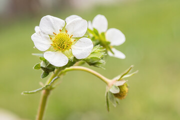 Closup of a white strawberry blossom.