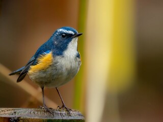 森の中で周りを見渡しているルリビタキの雄