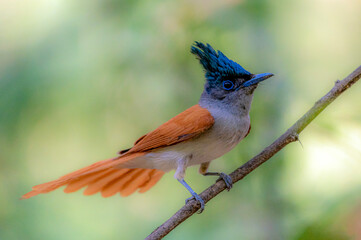 The Indian paradise flycatcher is a medium-sized passerine bird native to Asia, where it is widely...