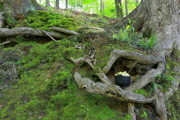 Leprechaun's pot of gold discovered hidden in a tree's root system, in a lush, green woods