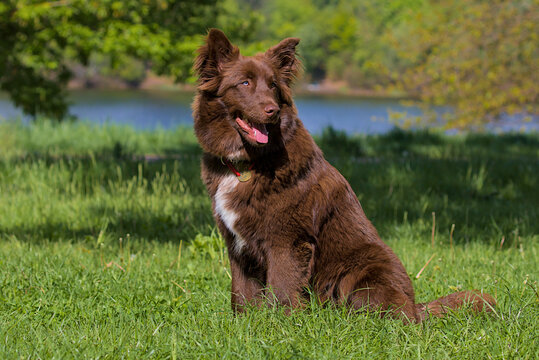 A happy Border Collie mix enjoys a sunny afternoon in the grass. Its chocolate coat gleams in the light as it gazes off cheerfully. The lake behind sparkles through the trees.