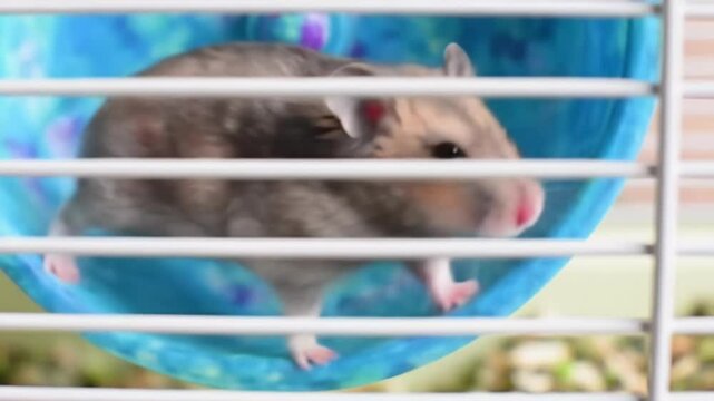 Adorable hamster in cage with blue wheel, front view.