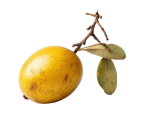 Yellow sapote fruit with leaves and branch for culinary uses, cut out transparent