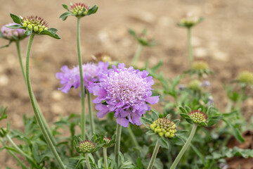 Blooming small scabious (Scabiosa columbaria).