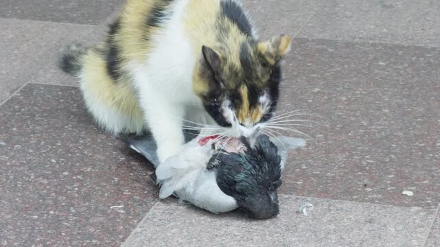 A calico cat is eating a dead bird on the street