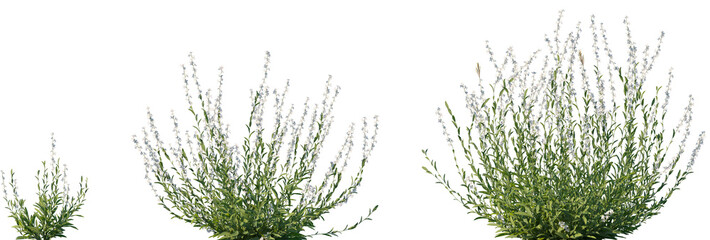Set of Oenothera lindheimeri (Lindheimer's beeblossom, white gaura, pink gaura, Lindheimer's clockweed, Indian feather) isolated png on a transparent background perfectly cutout high resolution
