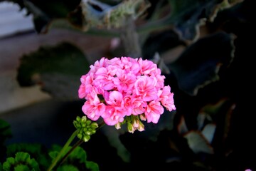 planta flor gerânio - Geranium   