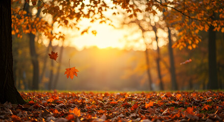 Sunlit Autumn Forest