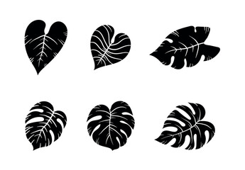 Set of black silhouettes of different tropical leaves, minster, eucalyptus, palm leaves. Vector illustrations isolated on transparent background, Black and white monstered tropical leaf pattern.