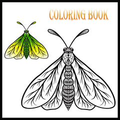 Beautiful butterfly for coloring book
