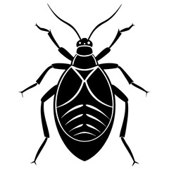 black beetle isolated on white background