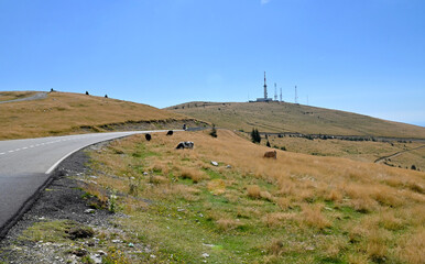 Transalpina landscape