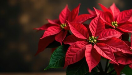 Vibrant red poinsettias in a festive holiday arrangement , festive season, beautiful, holiday decor