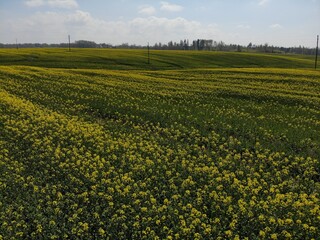 Vibrant yellow flower field under a clear sky in springtime