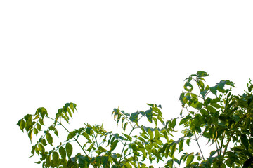 branch leaves or green leaf isolated
