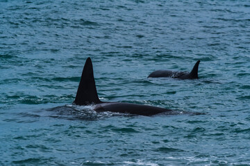 Killer Whale, Orca, hunting a sea lions , Peninsula Valdes, Patagonia Argentina
