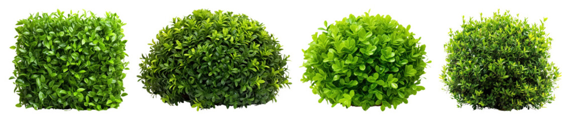 Obraz premium PNG Vibrant green bush shapes, element set on transparent background