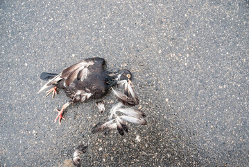A dead black pigeon, crushed, on the ground of an asphalt street. Wild bird.