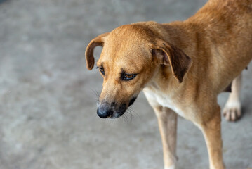Caramel colored dog standing on a street. Animal without owner.