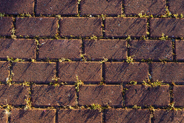 Terracotta sidewalk tiles in offset pattern with grass sprouting in joints. Evening sun creates...