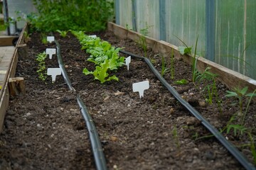 white empty sign next to the seedlings of plants on black soil side view