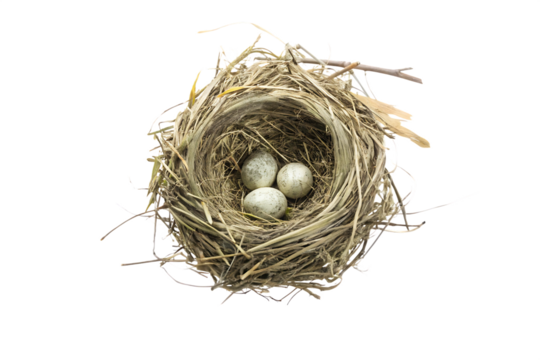 Bird nest with three eggs isolated on a white background