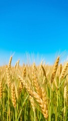 Fototapeta premium Beautiful view of the wheat field and blue sky in the countryside Cultivation of crops Agriculture a