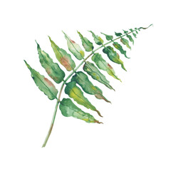 The watercolor fern leaf on a white background is hand-painted. A green forest plant. Botanical illustration. Isolated. Clipart. For the design of postcards and invitations.
