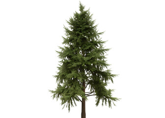 Evergreen fir tree isolated on a white background png ai generated