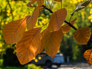 Broad Golden Autumn Leaves Hang Down