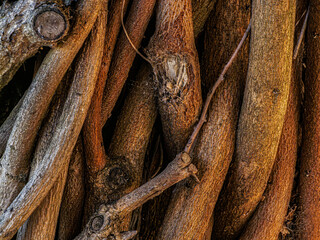 Stack Of Twisted Logs And Twigs