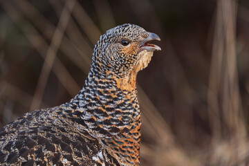 Western capercaillie (Tetrao urogallus)