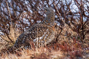 Western capercaillie (Tetrao urogallus)