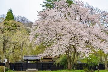 角館、武家屋敷周辺の桜。日本、秋田