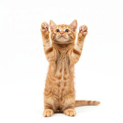 Ginger tabby kitten standing isolated on white background