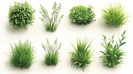 green grass isolated on white Isometric Plant â€“ Grass and bush, 3D render