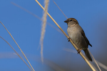 Female Sparrow perched on reeds