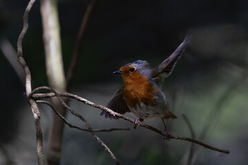 Robin Balancing on a Branch