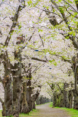 Obraz premium 桧木内川堤、桜のトンネル。日本、秋田