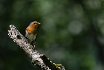 Robin Perched on a Branch