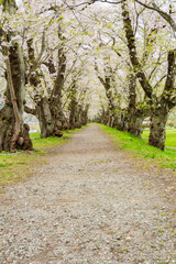 桧木内川堤、桜のトンネル。日本、秋田