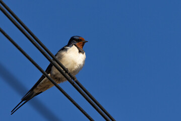 Swallow perched on Wires