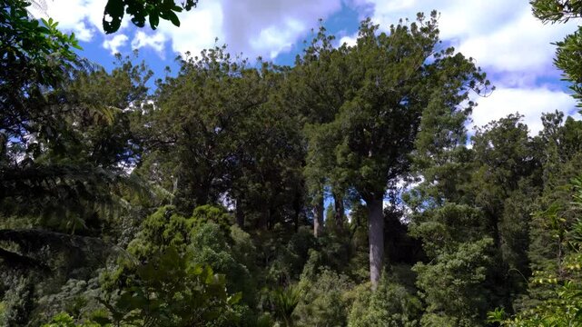 Tree Tops of the Majestic Ancient Kauri Trees in New Zealand