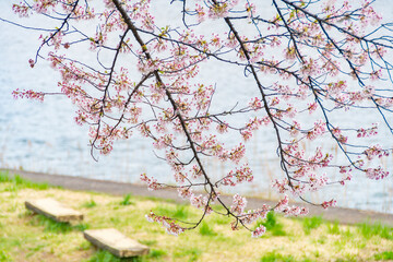 桧木内川堤の桜とベンチ。日本、秋田