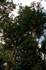 Tree Tops of the Majestic Ancient Kauri Trees in New Zealand