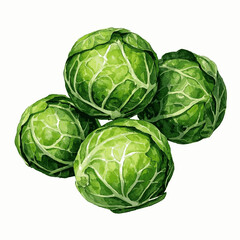 Obraz premium Watercolor Sprout Clusters brussels sprouts isolated vector illustration svg