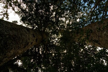 Tree Tops of the Majestic Ancient Kauri Trees in New Zealand
